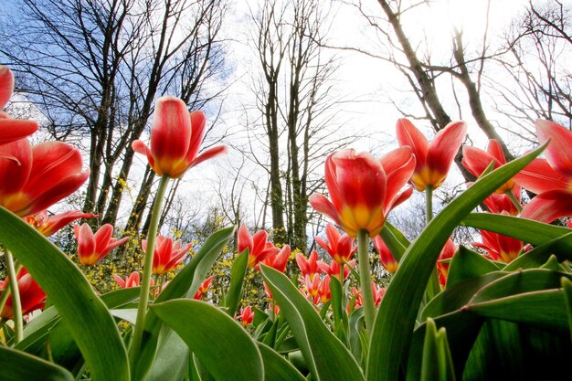 Low angle view of red tulips