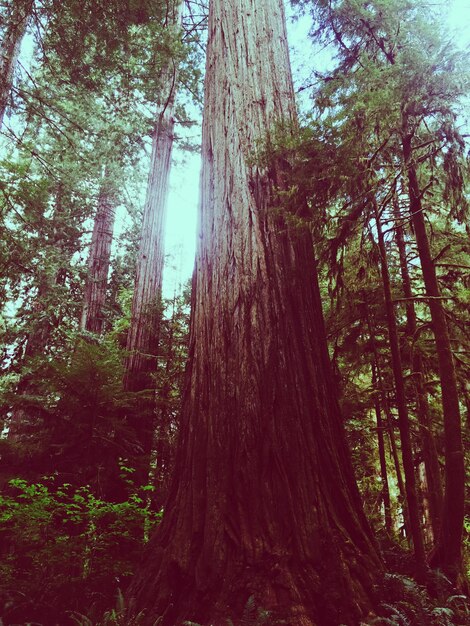 Photo low angle view of redwood trees in forest