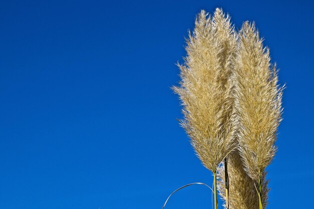 Low angle view of reed growing against clear blue sky
