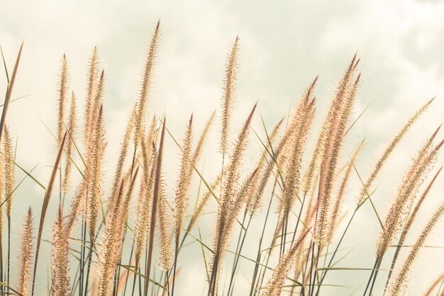 Low angle view of reed growing in field against sky