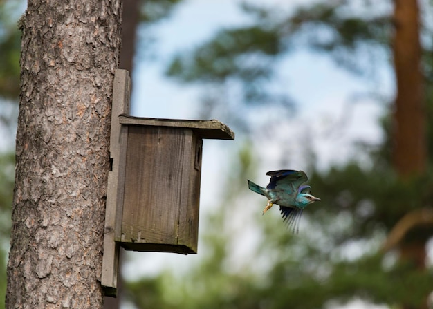 木の上の鳥屋から飛ぶローラーの低角度の景色