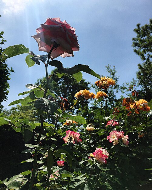 Low angle view of rose plant against sky