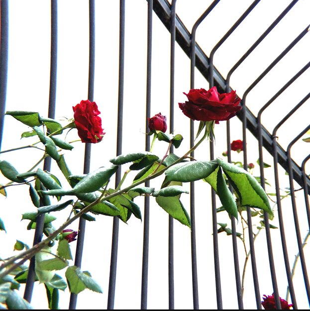 Photo low angle view of rose with metal grate in background