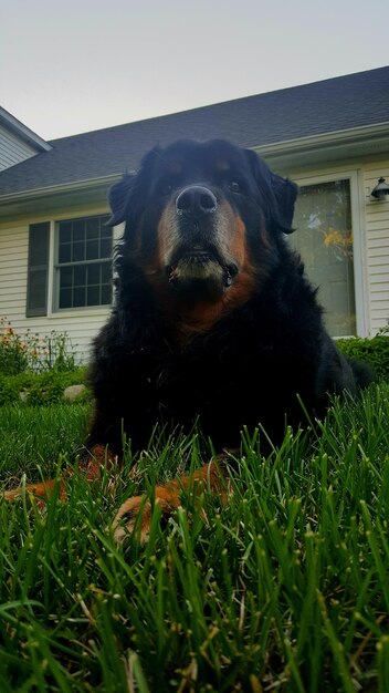 Low angle view of rottweiler sitting on grassy field