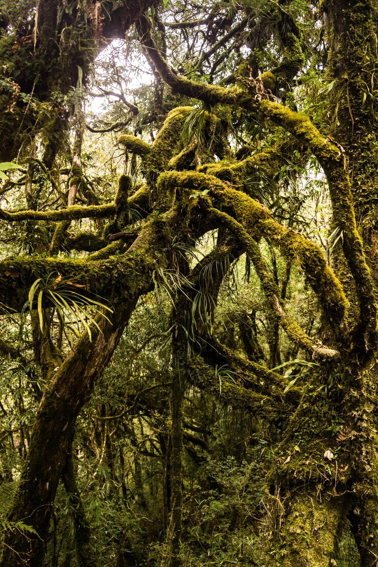Photo low angle view of ruined trees in forest