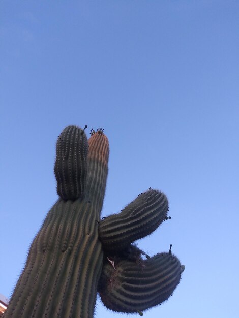 Foto vista a basso angolo del cactus saguaro contro un cielo blu limpido