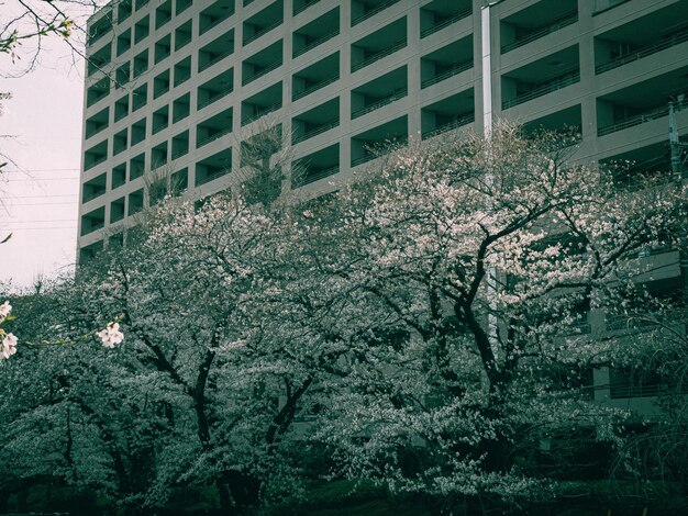 Photo low angle view of sakura tree and buildings in city