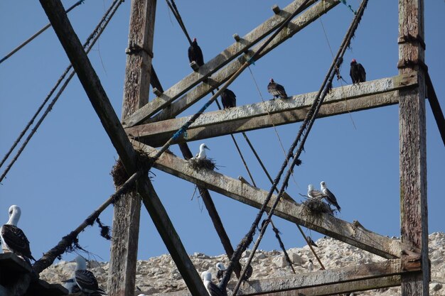 Photo low angle view of sea birds perching