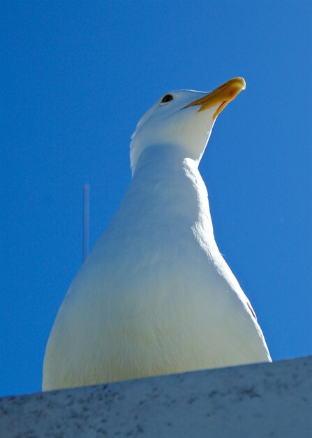 Low angle view of seagull against clear blue sky