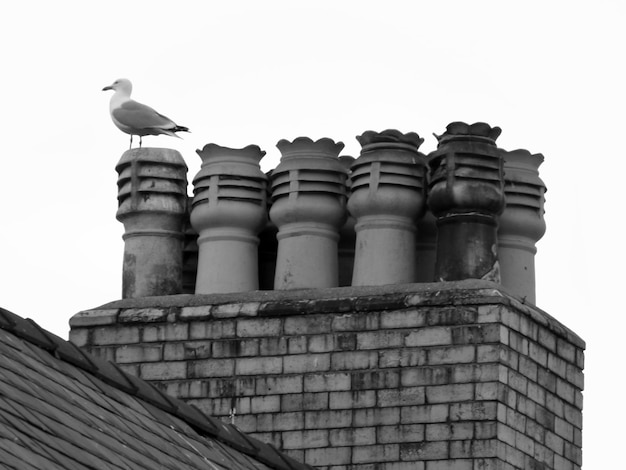 Photo low angle view of seagull on chimney against clear sky