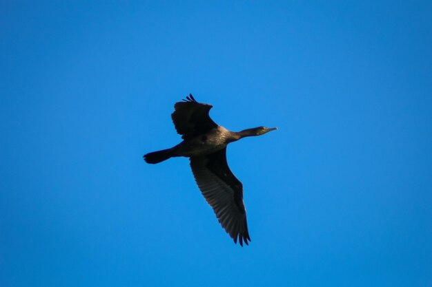 Low angle view of seagull flying against blue sky