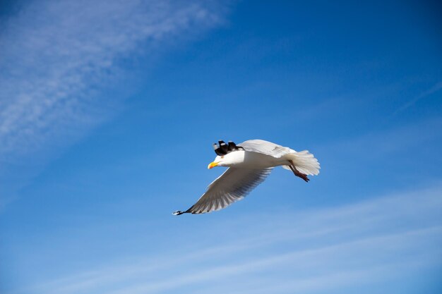 Low angle view of seagull flying against blue sky