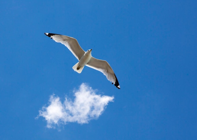 青い空に照らして飛ぶカモの低角度の景色