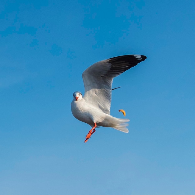 Low angle view of seagull flying against clear blue sky