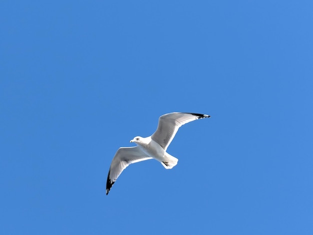 澄んだ青い空を背景に飛ぶカモメの低角度の景色