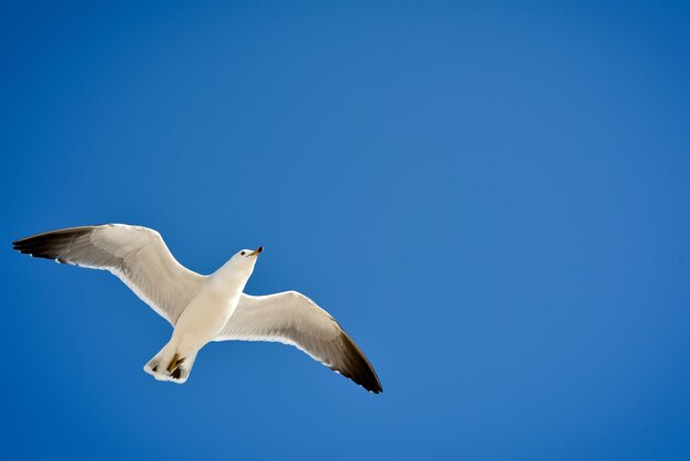 Low angle view of seagull flying against clear blue sky