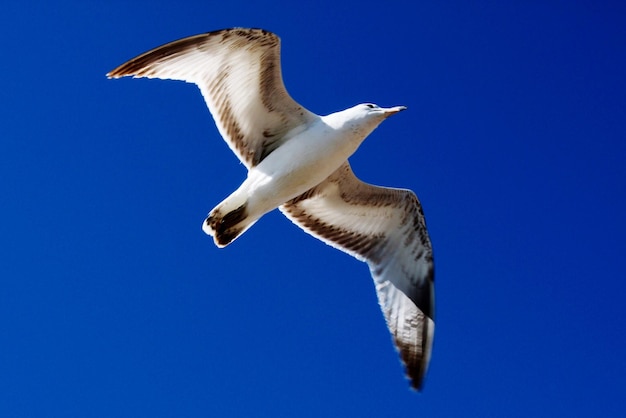 Low angle view of seagull flying against clear blue sky