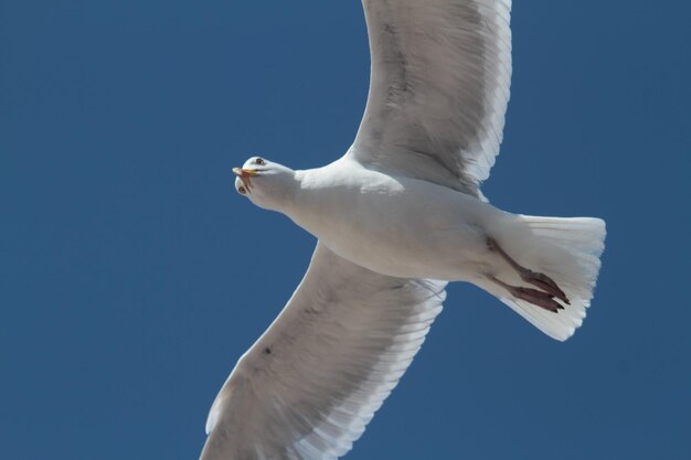 Low angle view of seagull flying against clear blue sky