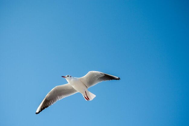 Low angle view of seagull flying against clear blue sky