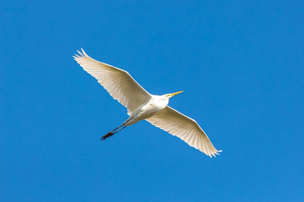 Low angle view of seagull flying against clear blue sky