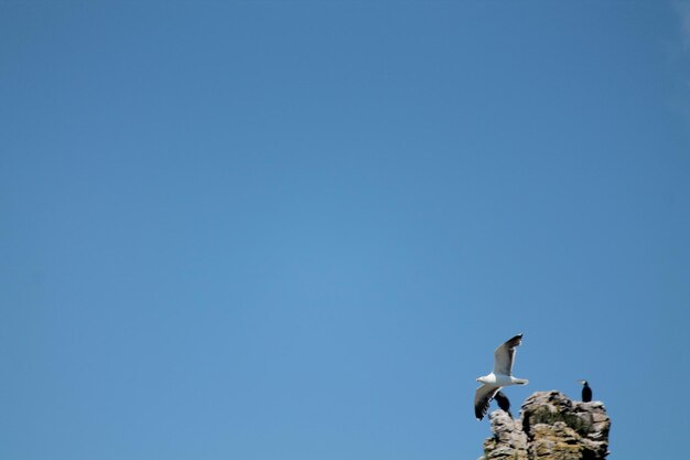 Low angle view of seagull flying against clear blue sky