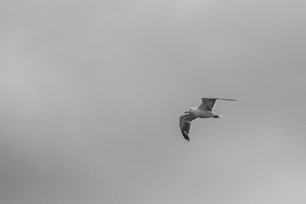 Photo low angle view of seagull flying against clear sky