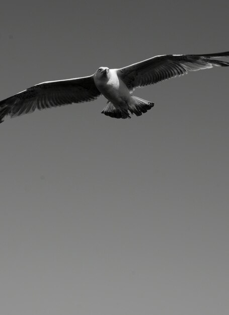 Photo low angle view of seagull flying against clear sky