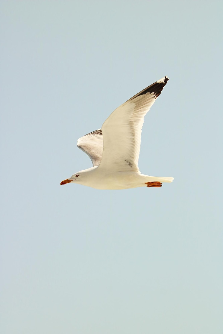 Photo low angle view of seagull flying against clear sky