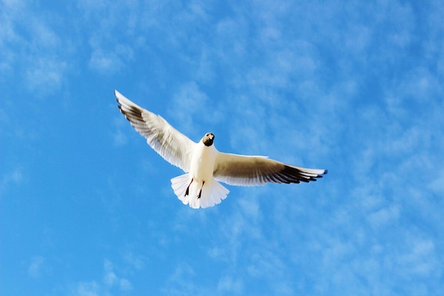 Low angle view of seagull flying against sky