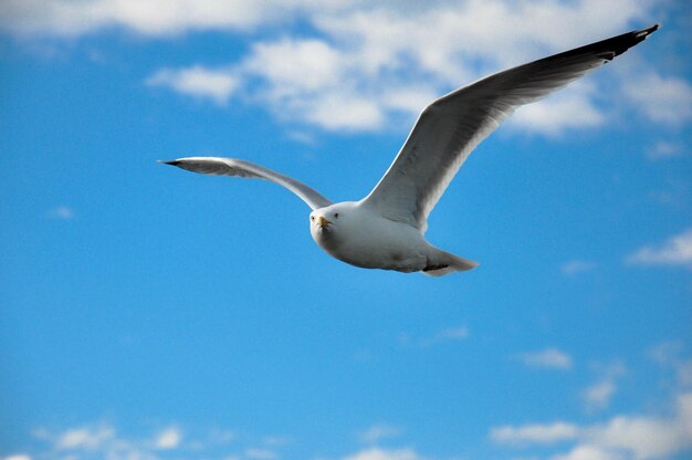 Low angle view of seagull flying against sky