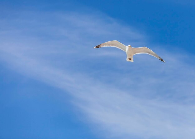 Low angle view of seagull flying against sky