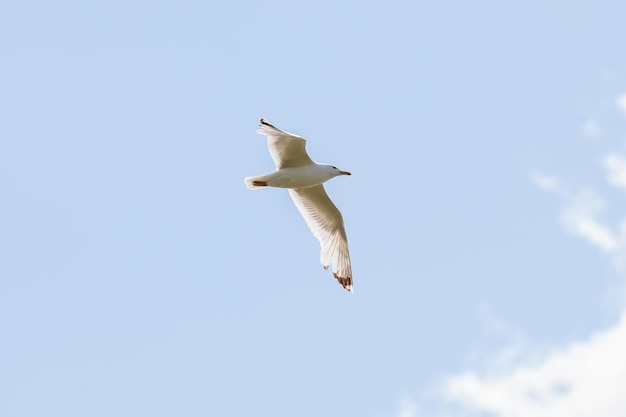 Low angle view of seagull flying against sky