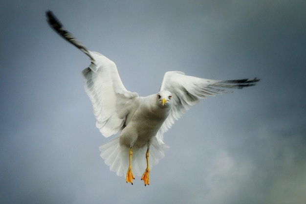 low angle view of seagull flying against sky