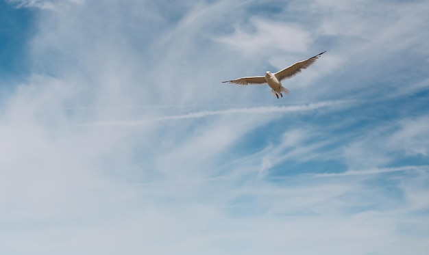 空に向かって飛ぶカモの低角度の景色