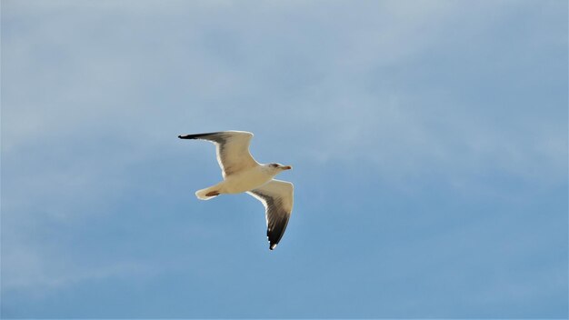 Low angle view of seagull flying against sky