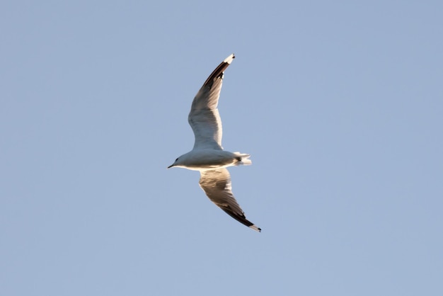 空に向かって飛ぶカモの低角度の景色