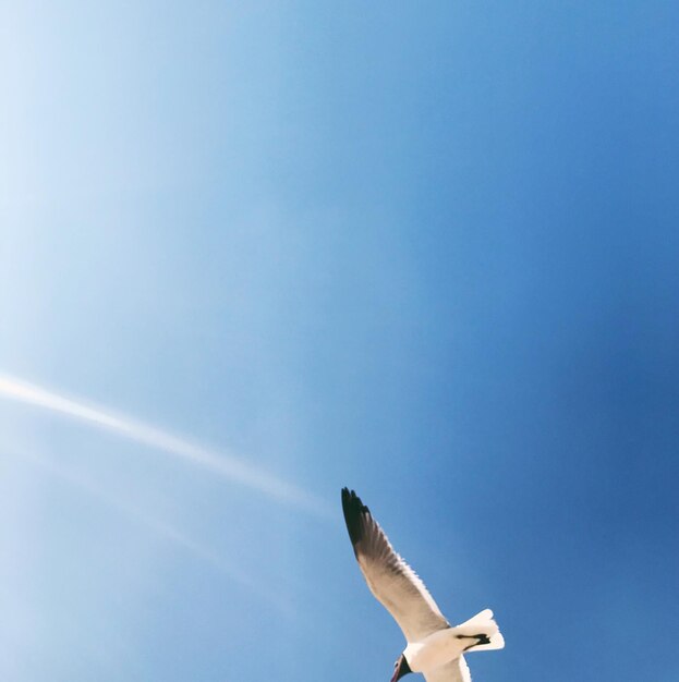 Photo low angle view of seagull flying in blue sky