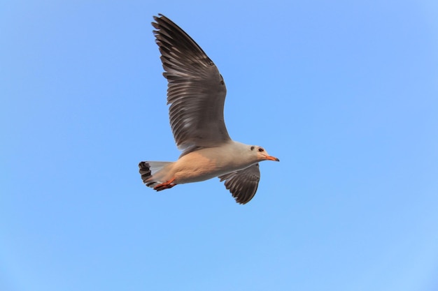 澄んだ青い空で飛ぶカモの低角度の景色