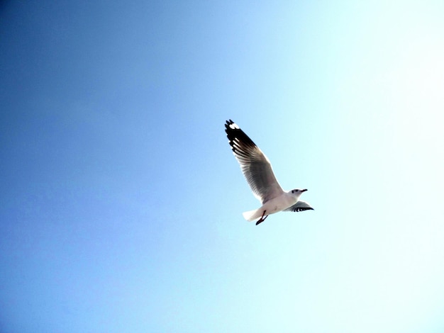 Low angle view of seagull flying in mid-air against sky