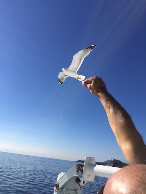 Foto vista a bassa angolazione di un gabbiano che vola sul mare contro un cielo limpido