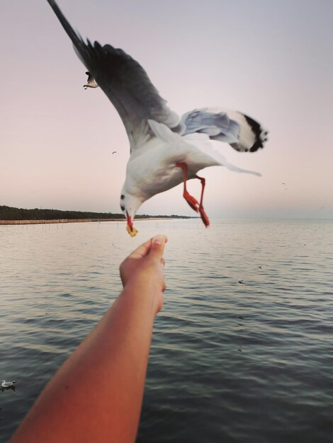 Photo low angle view of seagull flying over sea