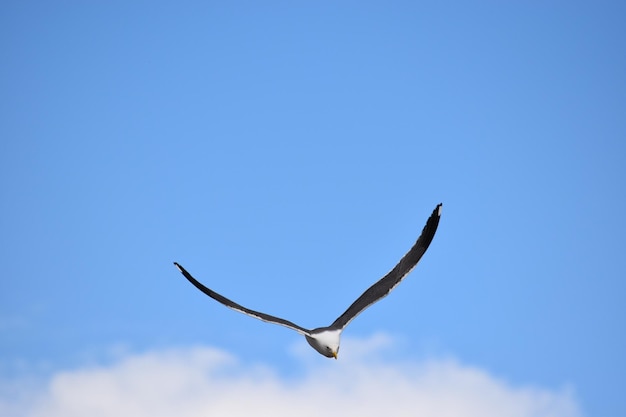 空を飛ぶカワウソの低角度の写真