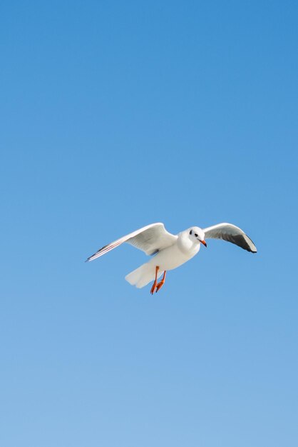 Photo low angle view of seagull flying in sky