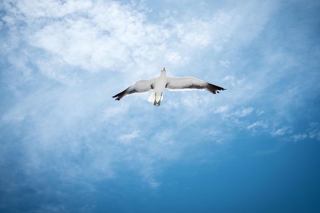 空を飛ぶカモメの低角度の景色