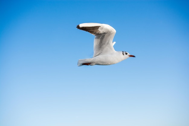 Low angle view of seagull flying in sky