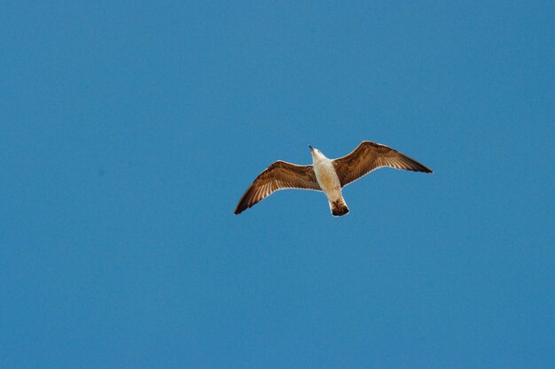 Photo low angle view of seagull flying in sky