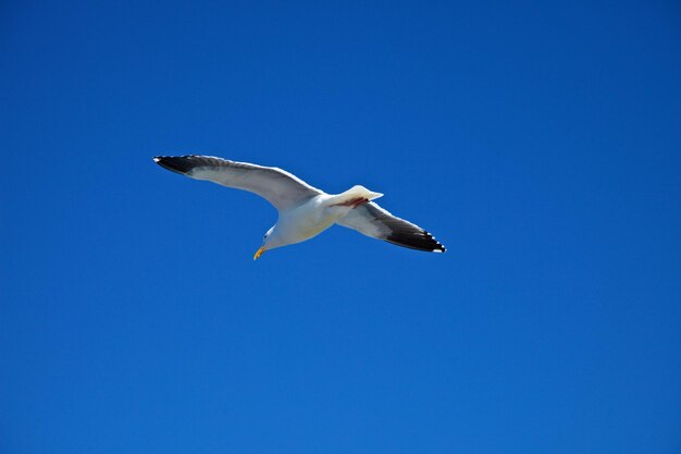 Low angle view of seagull flying in sky