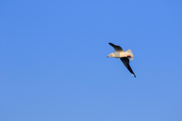 Low angle view of seagull flying in sky