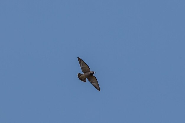 Photo low angle view of seagull flying in sky