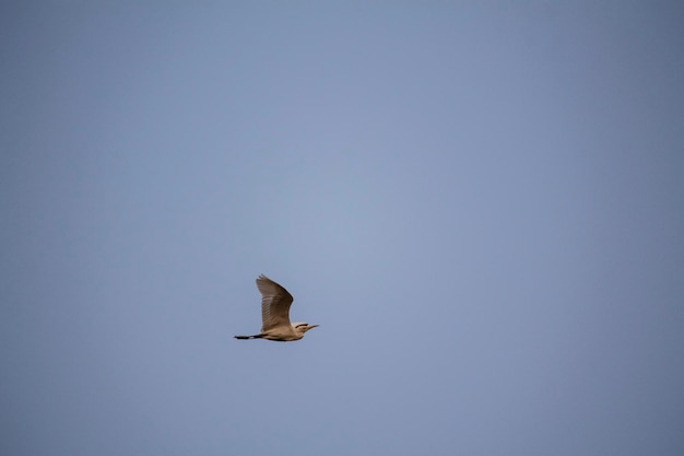 空を飛ぶカワウソの低角度の写真